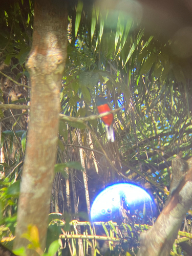 Blue-crowned Trogon