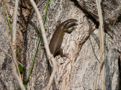 Trachylepis quinquetaeniata