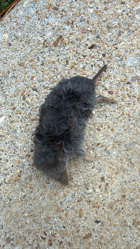 Southern Short-tailed Shrew observed by borntorun200