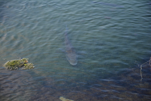 European Seabass