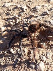 Eupalaestrus crassimetatarsis