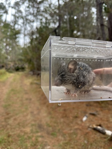 iNaturalist observation photo of Dusky-footed Woodrat