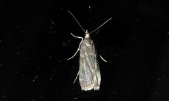 Eudonia cataxesta