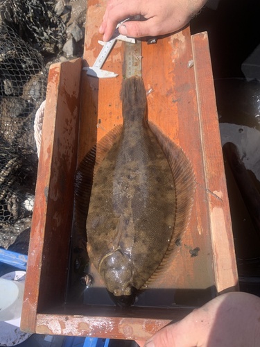 Winter Flounder
