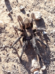 Eupalaestrus crassimetatarsis