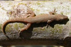 Lygodactylus somalicus