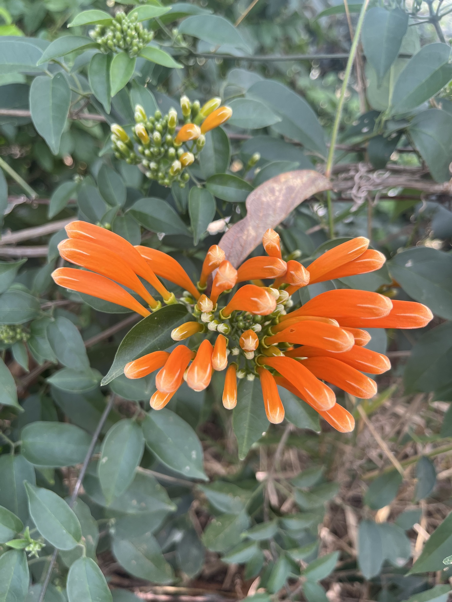 Pyrostegia venusta