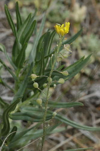 Physaria douglasii, 2026-05-18