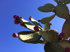 Opuntia hyptiacantha
