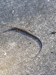 Plestiodon tetragrammus