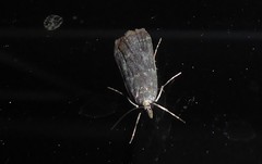 Eudonia cataxesta