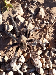 Eupalaestrus crassimetatarsis