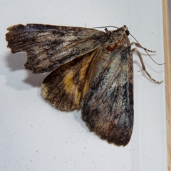 Catocala sordida