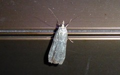Eudonia cataxesta