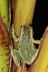 Gastrotheca cuencana