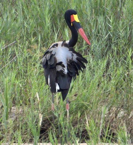 iNaturalist image