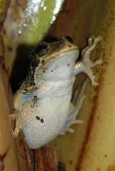 Gastrotheca cuencana