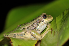 Gastrotheca cuencana