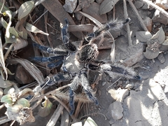 Eupalaestrus crassimetatarsis