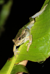 Gastrotheca cuencana