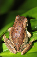 Gastrotheca cuencana