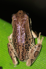 Gastrotheca cuencana