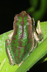 Gastrotheca cuencana