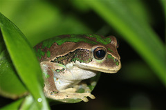 Gastrotheca cuencana