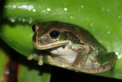 Gastrotheca cuencana