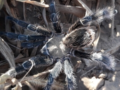 Eupalaestrus crassimetatarsis