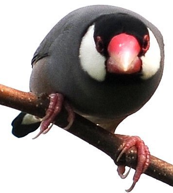 Java Sparrow