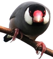 Java Sparrow photo 5