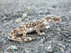 Stenodactylus sthenodactylus