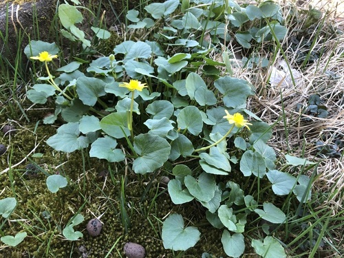 lesser celandine