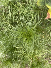 Coreopsis verticillata
