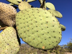 Opuntia hyptiacantha