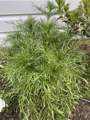 Coreopsis verticillata