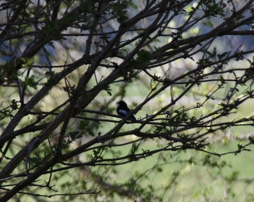 European Pied Flycatcher