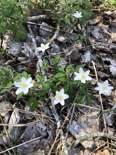 wood anemone