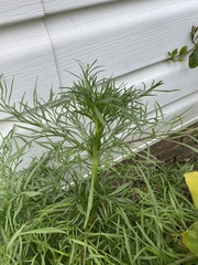 Coreopsis verticillata