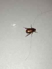 Callistethus marginatus