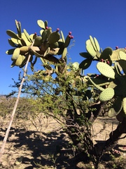 Opuntia hyptiacantha