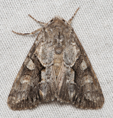 Achatia distincta