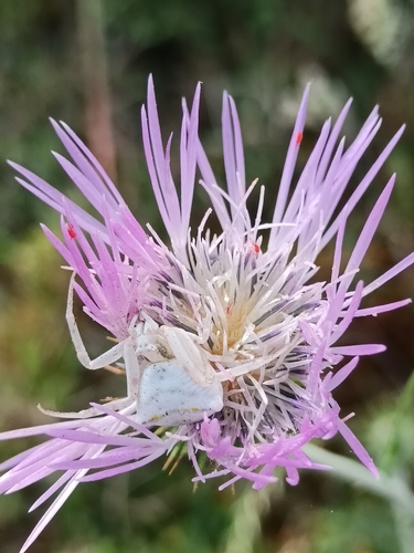 Heather crab spider