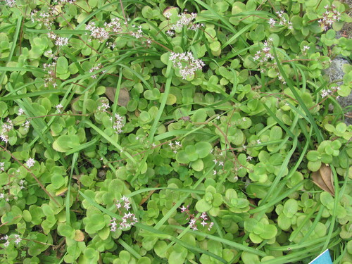 Crassula multicava