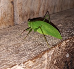 Phylloptera