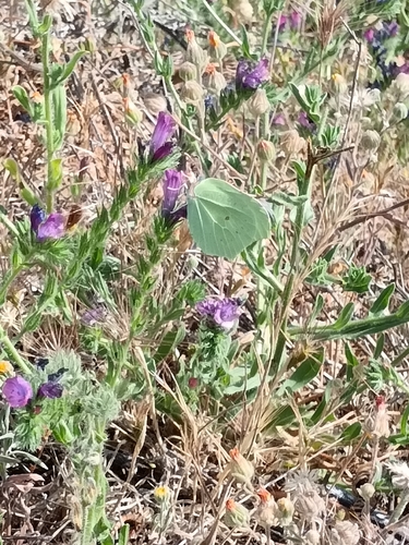 Common Brimstone