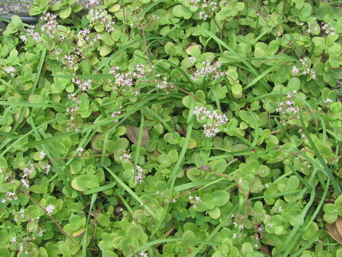 Crassula multicava