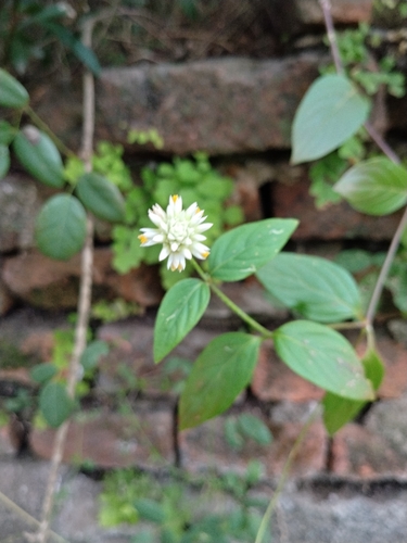 Gomphrena elegans