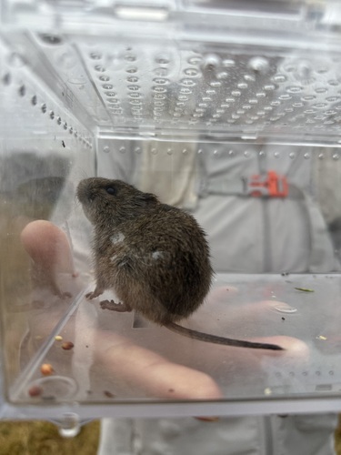 iNaturalist observation photo of California Vole